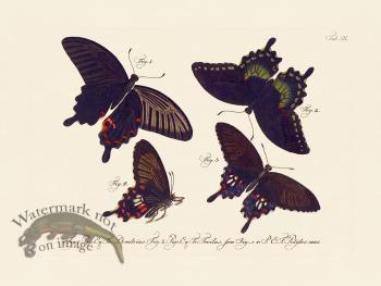 Jablonsky Butterfly 020
